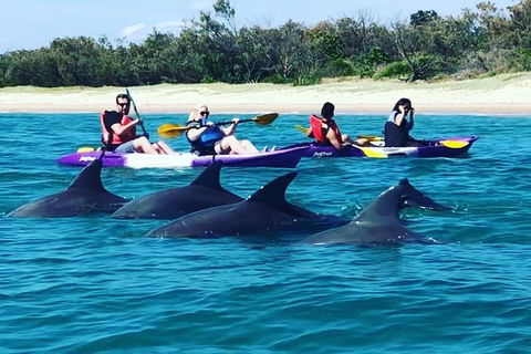 Half Day Dolphin Kayaking And Snorkeling Tour - Hobart Tourism 1