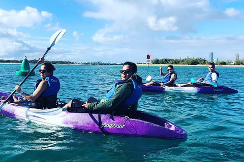 Half Day Dolphin Kayaking And Snorkeling Tour - Hobart Tourism 5