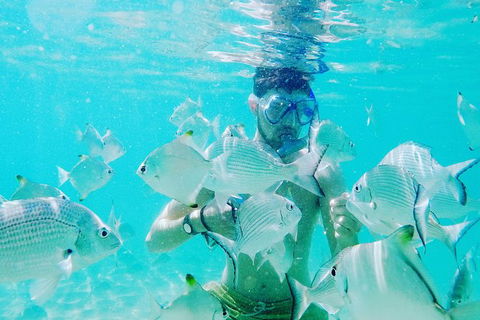 Half Day Dolphin Kayaking And Snorkeling Tour - Hobart Tourism 3