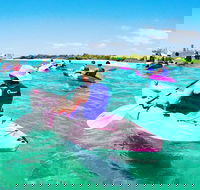 Half Day Dolphin Kayaking and Snorkeling Tour - Hobart Tourism