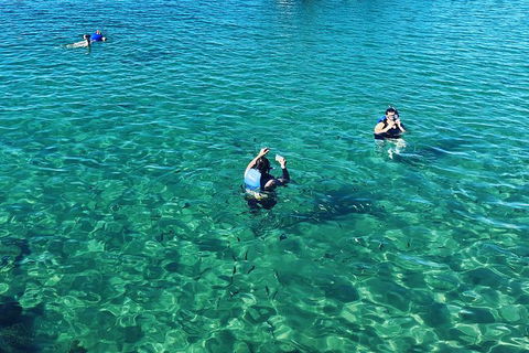 Half Day Dolphin Kayaking And Snorkeling Tour - Hobart Tourism 12