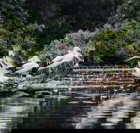 Everglades Eco Safari to Australia's Everglades - Tourism TAS