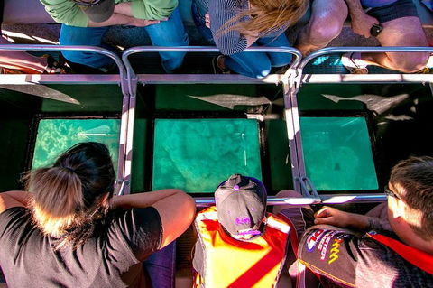 Airlie Beach Glass Bottom Boat Tour - Tourism TAS 4