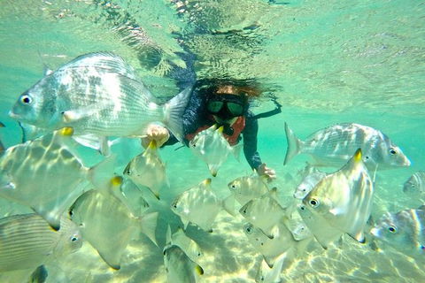 2.5hr Gold Coast Kayaking & Snorkelling Tour - Hobart Tourism 14