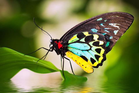 Australian Butterfly Sanctuary - Tourism TAS 0