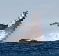 Private whale watching - Hobart Tourism
