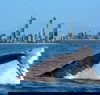 Gold Coast Airport to and from Byron Bay NSW for up-to 7 ppl - Hobart Tourism