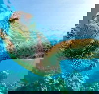 Guided Snorkel with Fish Tour at Cook Island Aquatic Reserve - Hobart Tourism