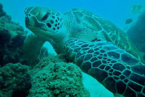 Gold Coast Try-Scuba Experience At Cook Island Aquatic Reserve - Hobart Tourism 11