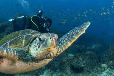 Gold Coast Try-Scuba Experience At Cook Island Aquatic Reserve - Hobart Tourism 6