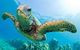 Gold Coast Try-Scuba Experience At Cook Island Aquatic Reserve - thumb 1