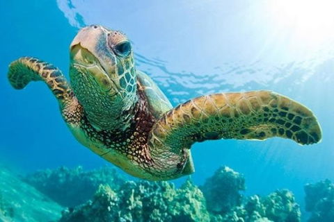 Gold Coast Try-Scuba Experience At Cook Island Aquatic Reserve - Hobart Tourism 1