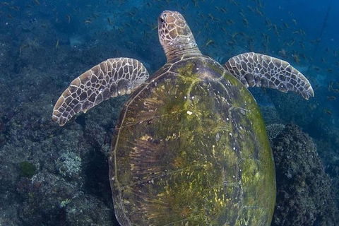 Gold Coast Try-Scuba Experience At Cook Island Aquatic Reserve - Hobart Tourism 8