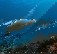 Gold Coast Try-Scuba Experience at Cook Island Aquatic Reserve - Hobart Tourism