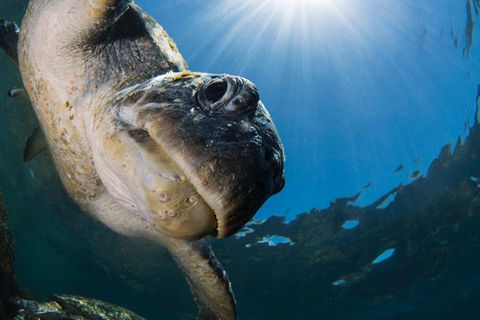 Gold Coast Try-Scuba Experience At Cook Island Aquatic Reserve - Hobart Tourism 10