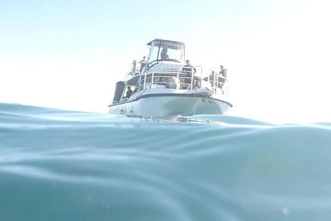 Gold Coast Try-Scuba Experience At Cook Island Aquatic Reserve - Hobart Tourism 7