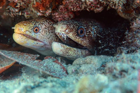 Gold Coast Try-Scuba Experience At Cook Island Aquatic Reserve - Hobart Tourism 9
