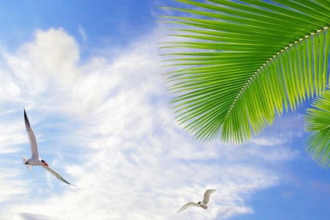 Airport Transfer - Mission Beach To Cairns Airport - Tourism TAS 4
