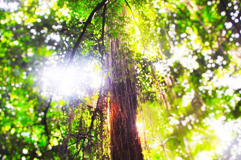 Airport Transfer - Mission Beach To Cairns Airport - Tourism TAS 1