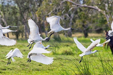 Reef, Wildlife & Rainforest - Reef & Beyond Guided Holidays - Tourism TAS 1
