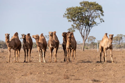 Nogo Station Experience - Tourism TAS 3