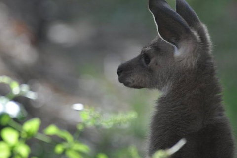 3-Day Family Outback Explorer Tour Of Cunnamulla - Tourism TAS 1