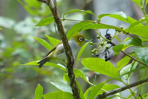 Birdwatching And Wildlife Noosa Biosphere Full-Day Experience - Hobart Tourism 1