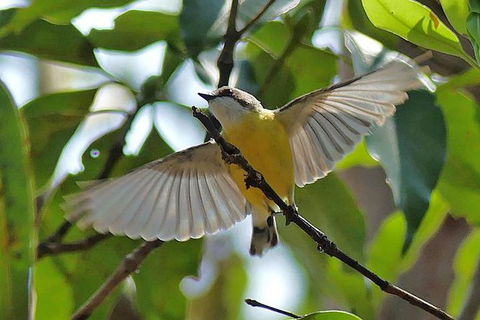 Birdwatching And Wildlife Noosa Biosphere Full-Day Experience - Hobart Tourism 0
