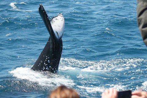 Half-Day Whale Watching In Urangan - Tourism TAS 2