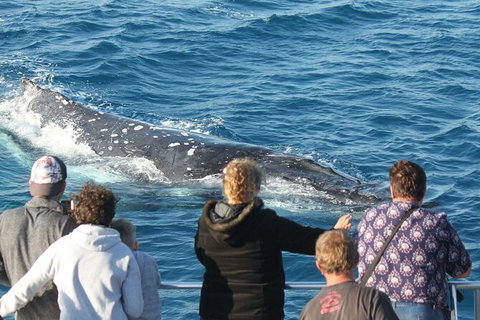 Half-Day Whale Watching In Urangan - Tourism TAS 5