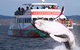 Half-Day Whale Watching In Urangan - thumb 0