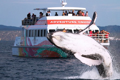 Half-Day Whale Watching In Urangan - Tourism TAS 0