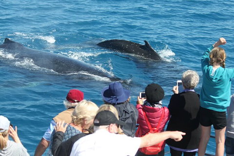 Half-Day Whale Watching In Urangan - Tourism TAS 4