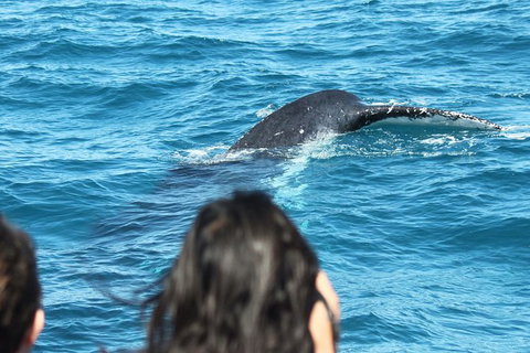Half-Day Whale Watching In Urangan - Tourism TAS 7