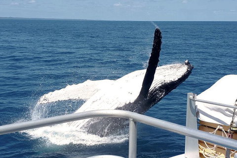 Half-Day Whale Watching In Urangan - Tourism TAS 3