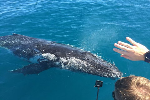 Half-Day Whale Watching In Urangan - Tourism TAS 6