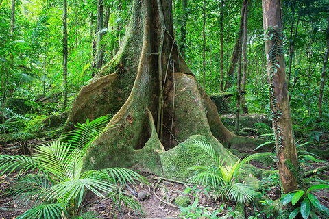Mossman Gorge Adventure Day - Tourism TAS 1