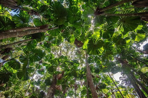 5 Day Australia Retreat: Queensland Daintree - Tourism TAS 4