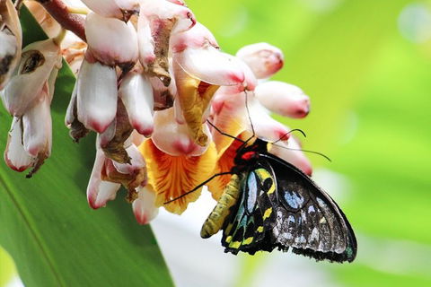 Australian Butterfly Sanctuary- Virtual Interactive Tour With Private Guide - Tourism TAS 7