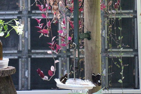 Australian Butterfly Sanctuary- Virtual Interactive Tour With Private Guide - Tourism TAS 6