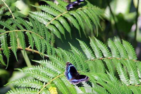 Australian Butterfly Sanctuary- Virtual Interactive Tour With Private Guide - Tourism TAS 3