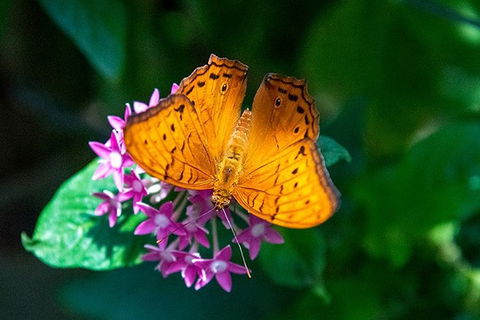 Australian Butterfly Sanctuary- Virtual Interactive Tour With Private Guide - Tourism TAS 1