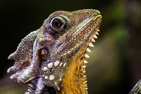 Cairns Aquarium By Twilight With 3 Course Dinner - Tourism TAS 5