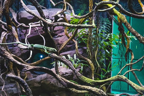 Cairns Aquarium By Twilight With 3 Course Dinner - Tourism TAS 8