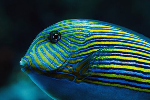 Cairns Aquarium By Twilight With 3 Course Dinner - Tourism TAS 4