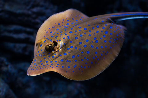 Cairns Aquarium Tour By Twilight With Drink And Appetiser - Tourism TAS 5