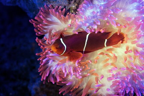 Cairns Aquarium Tour By Twilight With Drink And Appetiser - Tourism TAS 2