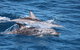 Sandy Straits Scenic & Wildlife Cruise - thumb 1