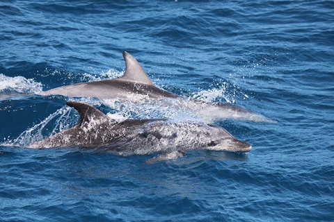 Sandy Straits Scenic & Wildlife Cruise - Tourism TAS 1