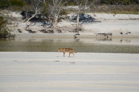 Sandy Straits Scenic & Wildlife Cruise - Tourism TAS 10